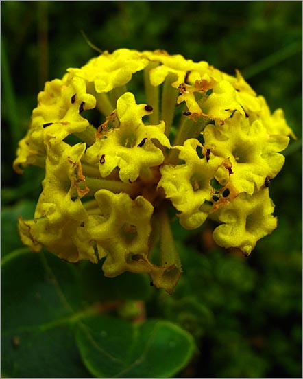 sm 398 Yellow Sand Verbena.jpg - Yellow Sand Verbena (Abronia latifolia): Quite common on the sand dunes overlooking Abbots Lagoon.